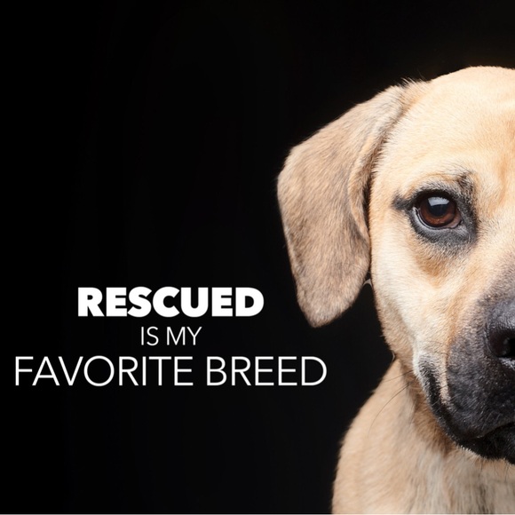 Meet your Posher, Bailey. - Picture 2 of 2